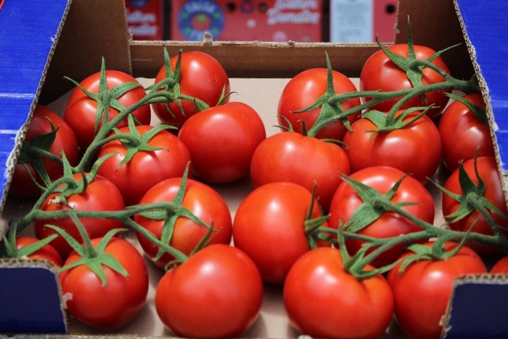 Domates Üreticisini Kışın Sevindirdi, Yazın Üzüyor