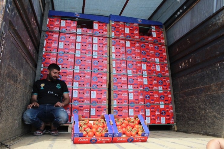 Domates Üreticisini Kışın Sevindirdi, Yazın Üzüyor