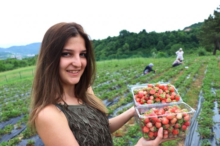 Fiyatı 40 Tl’yi Bulan Osmanlı Çileği Yok Satıyor