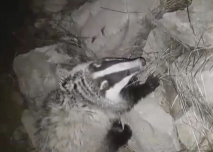 Tunceli’de Koruma Altındaki "Porsuk" Görüntülendi