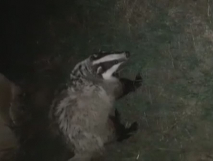 Tunceli’de Koruma Altındaki "Porsuk" Görüntülendi