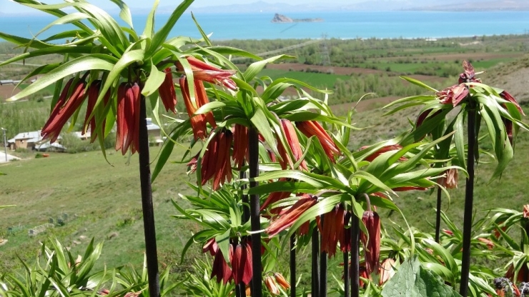 Görsel Şölenlerini Sunan Ters Laleler Solmaya Başladı