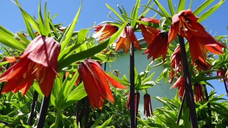 Görsel Şölenlerini Sunan Ters Laleler Solmaya Başladı