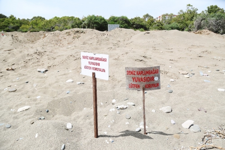 Tarhan: “100. Yıl Plajında Doğa Cinayeti İşleniyor”