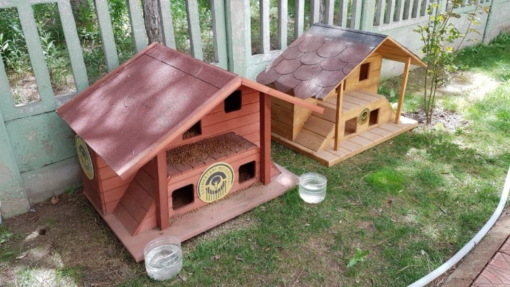 Kedi Evlerinin Sayısı Gün Geçtikçe Artıyor