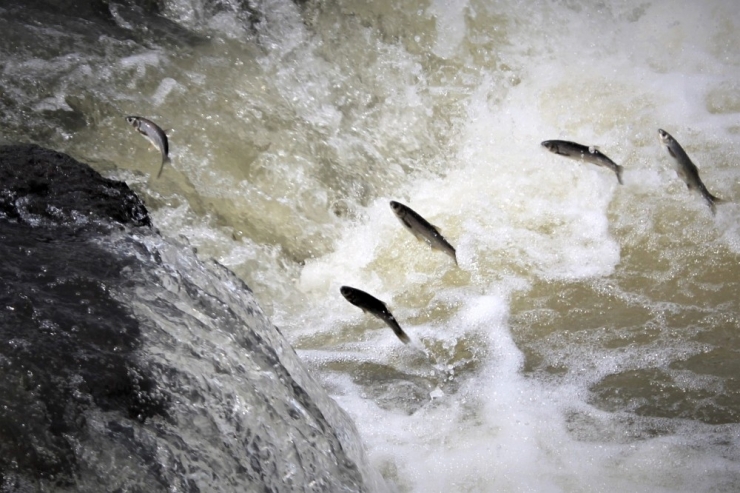 Martılarla İnci Kefallerin Var Olma Mücadelesi