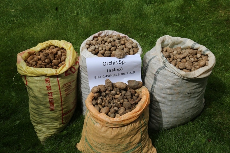 240 Bin Tl Ceza Kesilen, Salep Soğanları Tekrar Toprakla Buluştu