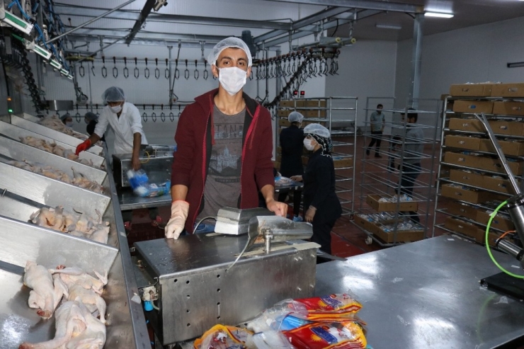 Diyarbakır’dan Avrupa Ve Afrika’ya Tavuk İhracatı