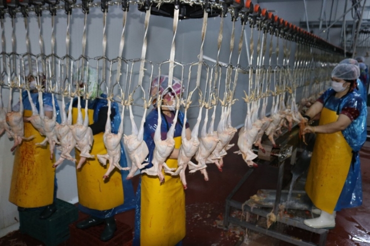 Diyarbakır’dan Avrupa Ve Afrika’ya Tavuk İhracatı