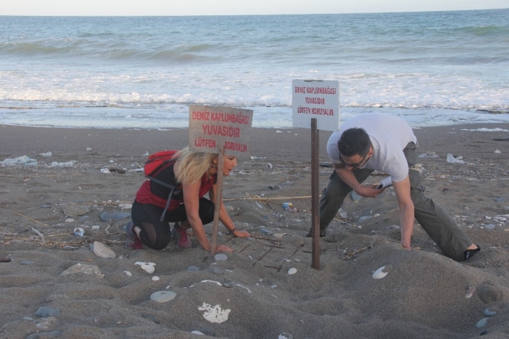 Carettaların Ender Yuvalama Alanında Festival Tepki Çekti