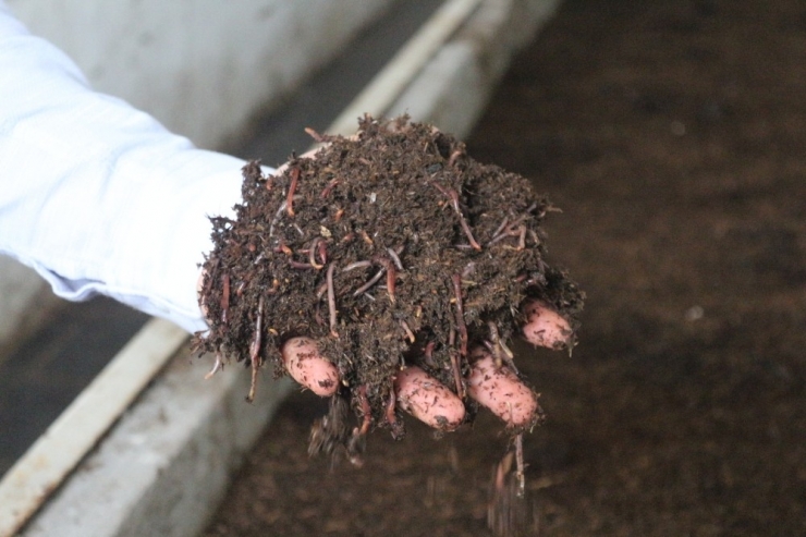 "Solucan Gübresi İşinden Ayda 10 Bin Tl Gelir Elde Etmek Mümkün"