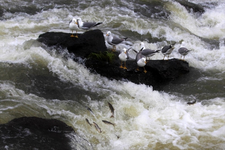 Martılarla İnci Kefallerin Var Olma Mücadelesi