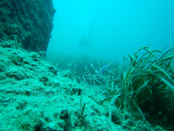 Antalya’nın Deniz Biyoçeşitliliği İnceleniyor