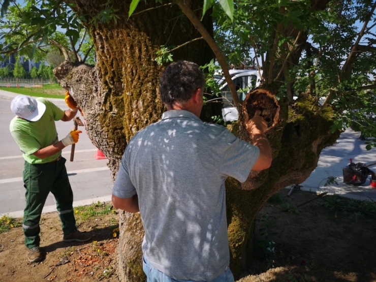 Kocaeli’de Çürümeye Başlayan Asırlık Çınar Tedavi Edildi