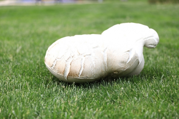 Bin 500 Rakımda 7 Kiloluk Dev Mantar Şaşırttı