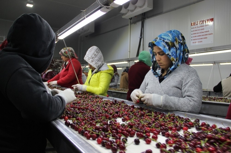 Kirazda İhracatında Yüzde 20 Artış Bekleniyor