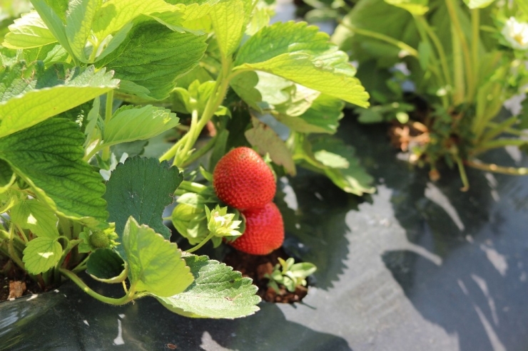 Zahter Diyarında Artık Çilek De Yetişiyor