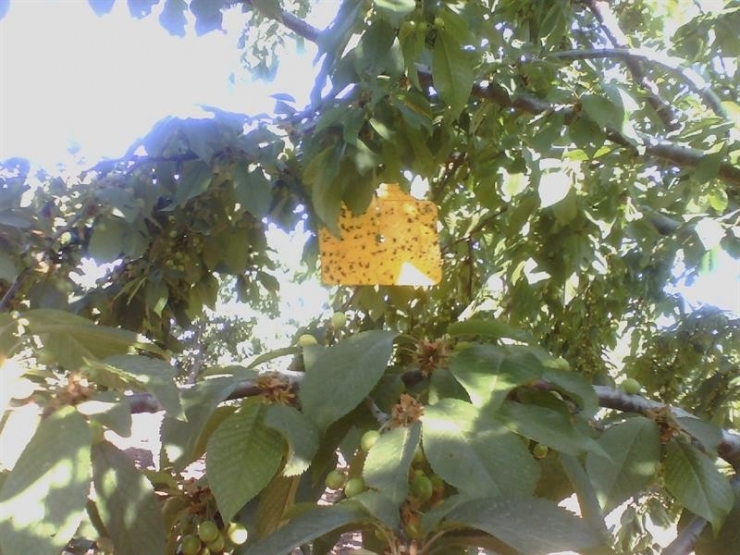 Kiraz Ağaçlarında Entegre Ve Kontrollü Ürün Yönetimi