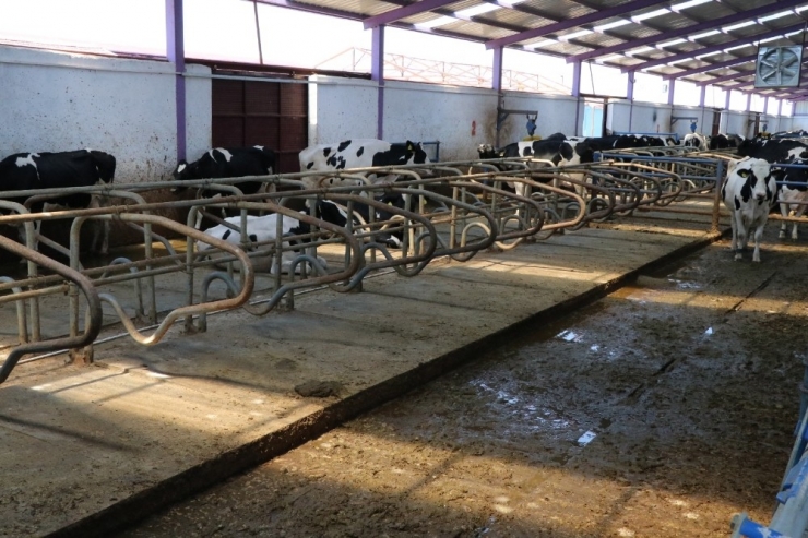 Devlet Desteğiyle Kurulan Kooperatif Yılda 600 Ton Süt Üretiyor