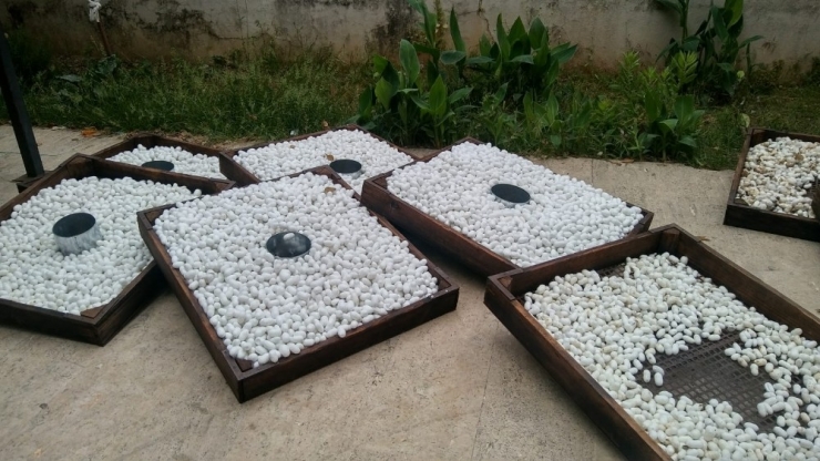 Antalya’da 10 Ton İpek Böceği Yaş Kozası Üretiliyor