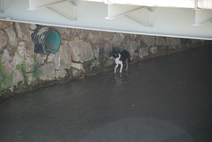 Dereye Düşen Köpeği Kurtarma Operasyonu