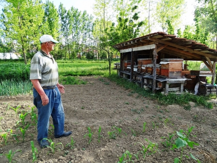 Zirai İlaçların Arı Ölümlerine Yol Açtığı İddiası