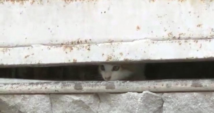 Depoda Mahsur Kalan Yavru Kedi Polisi Alarma Geçirdi