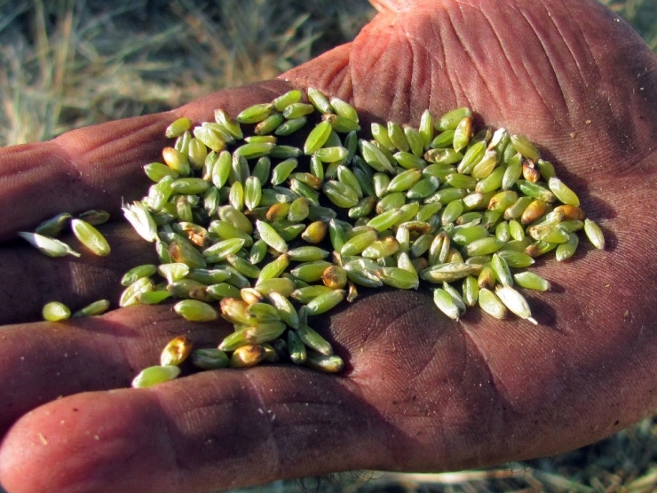 Arap Ülkelerinin Tutkusu ’Firik’te Hasat Başladı