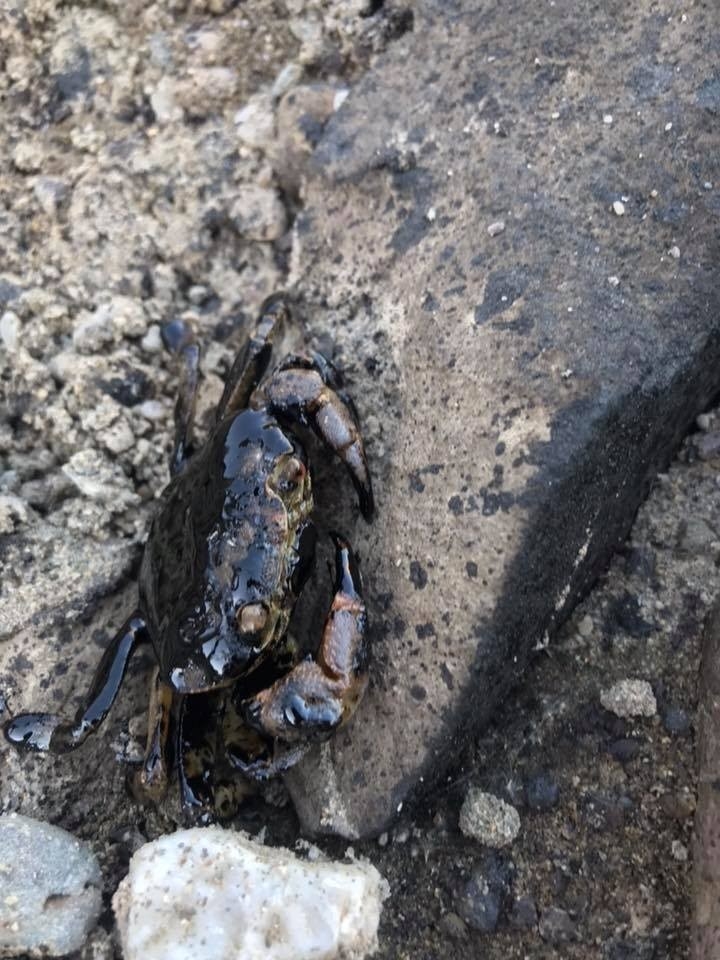 Kozluk’ta Sondaj Atıkları Çevre Felaketine Neden Oldu İddiası