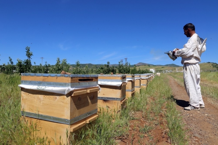 Bingöl’ün Balına Değer Katacak Proje "Ana Arı Ve Sütü Üretimi"