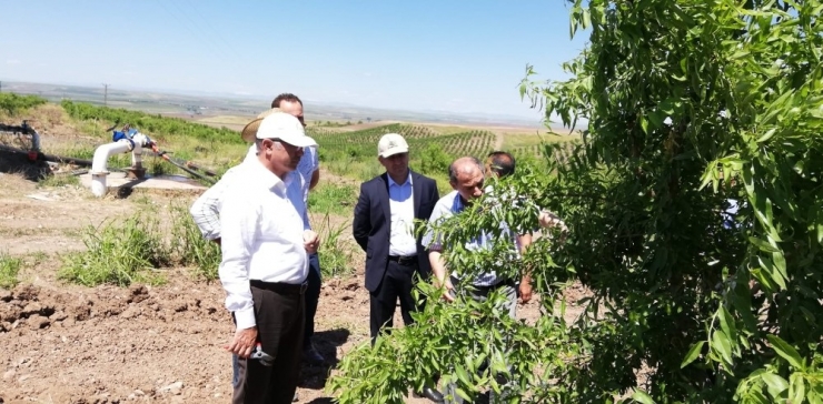 Bismil’de Meyve Bahçeleri Yaygınlaşıyor