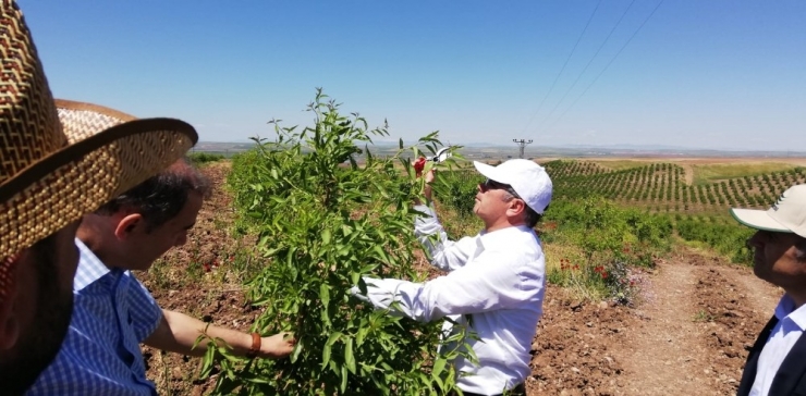Bismil’de Meyve Bahçeleri Yaygınlaşıyor