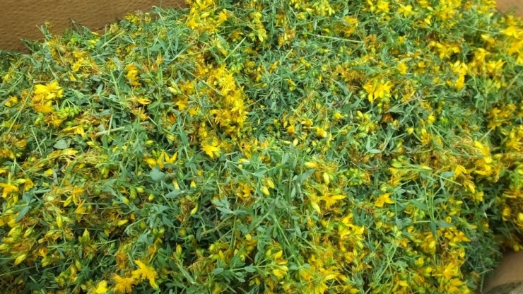 Burhaniye’de Avrupa Standartlarında Kantaron Yağı Üretimine Başlandı