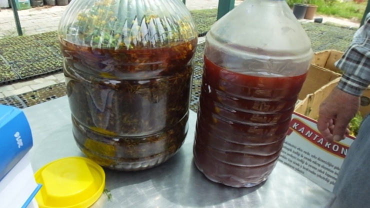 Burhaniye’de Avrupa Standartlarında Kantaron Yağı Üretimine Başlandı