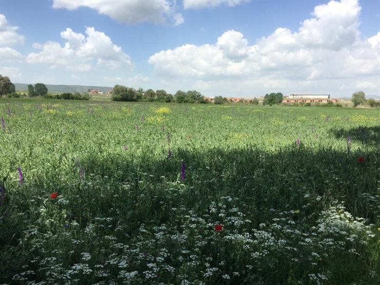 Kütahya’da İlk Defa Zobarmix Kaba Yem Bitkisi Ekimi Yapıldı