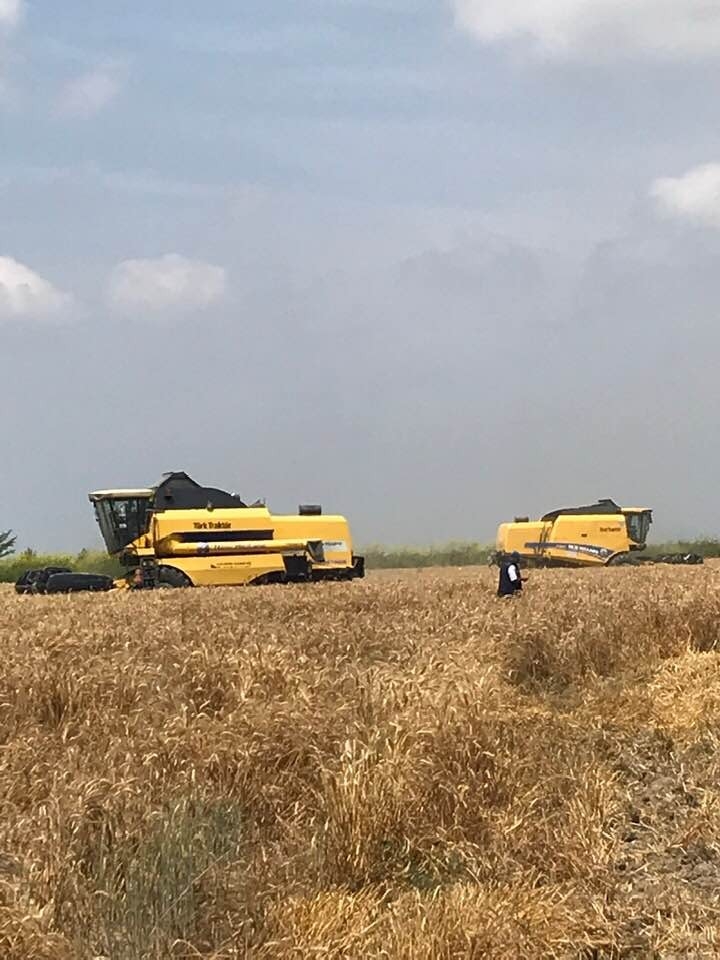 Tarsus’ta Buğday Hasadı Devam Ediyor