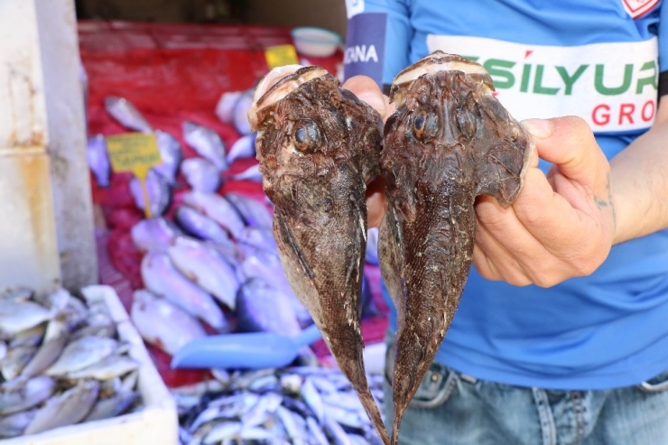 Görüntüsüne Bakan Kaçıyor, Tadan Bırakamıyor