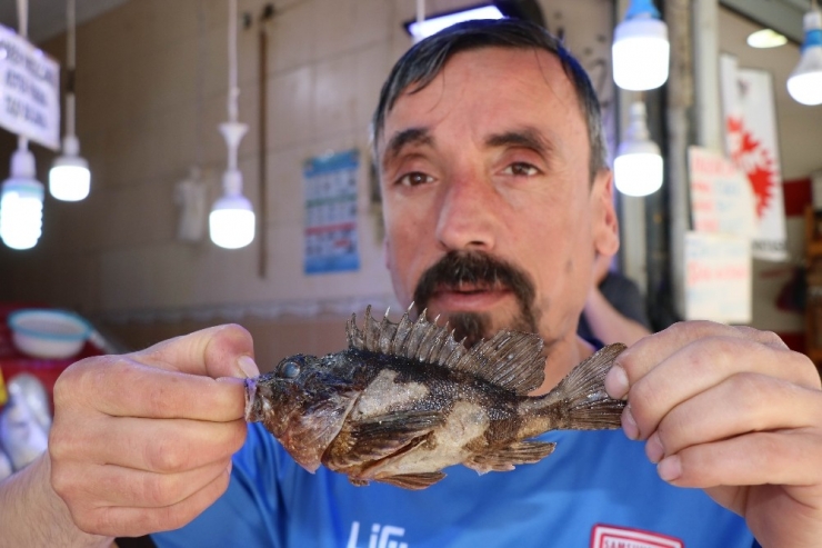 Görüntüsüne Bakan Kaçıyor, Tadan Bırakamıyor