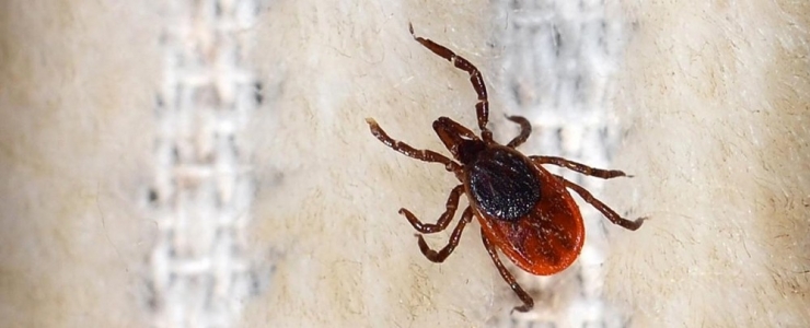 Prof. Dr. Aynur Engin: “Kkka Hastalarının Yüzde 95’i Kurtuluyor”