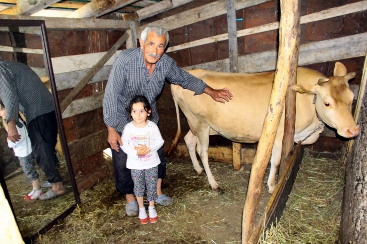 Ahırda Yalnız Kalan İneğe Aynalı Terapi