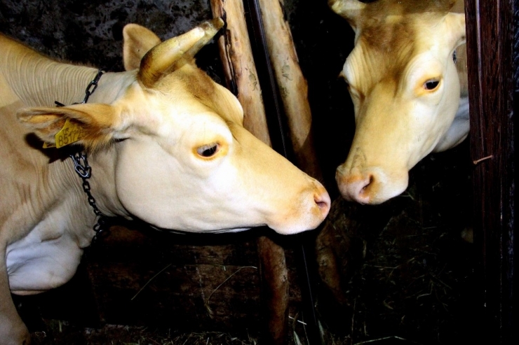 Ahırda Yalnız Kalan İneğe Aynalı Terapi