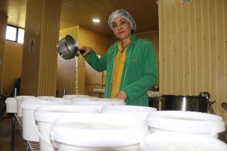 Kadın Girişimci Mandanın Etinden Ve Sütünden 8 Çeşit Ürün Üretti