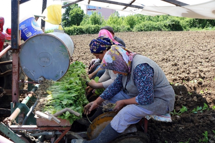 Bafra Ovası’nda Tütün Dikimi Başladı
