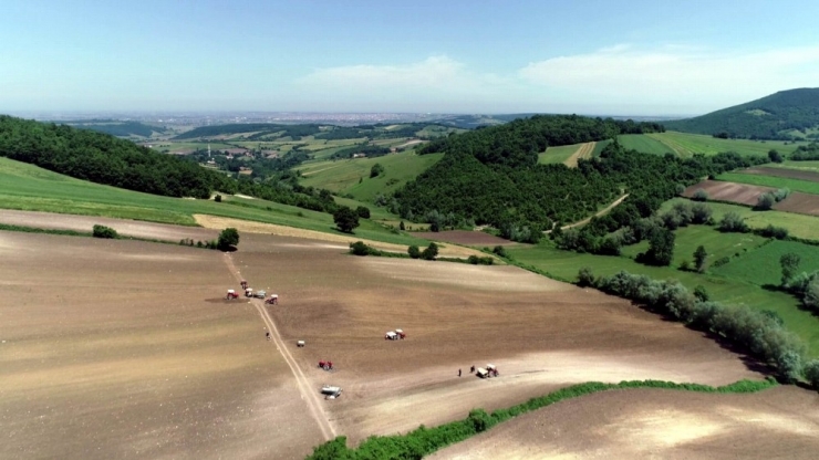Bafra Ovası’nda Tütün Dikimi Başladı