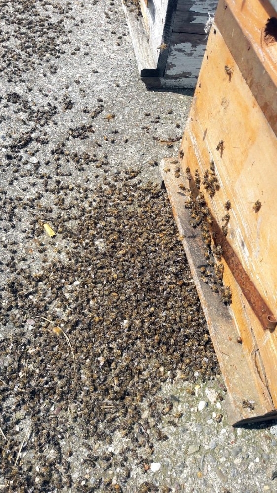 Samsun’da Toplu Arı Ölümleri