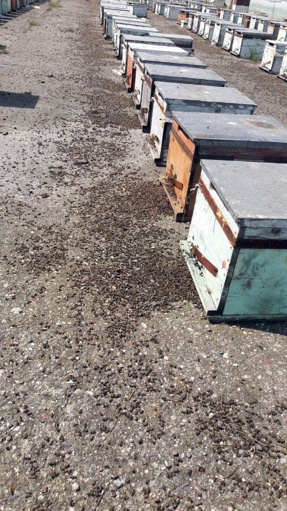 Samsun’da Toplu Arı Ölümleri