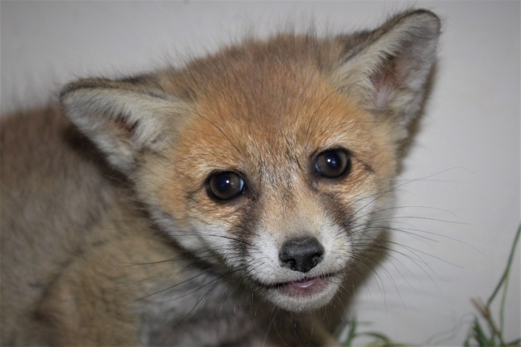 Van Yyü’nün Sevimli Misafirleri