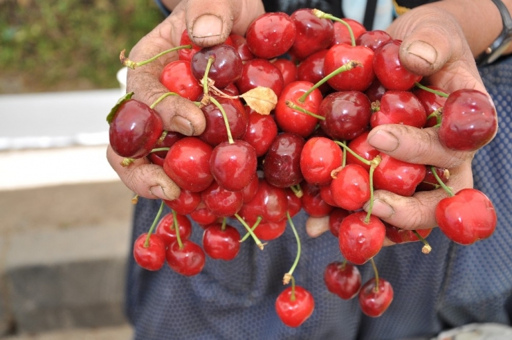 Yerli Kiraz Tezgahlardaki Yerini Aldı