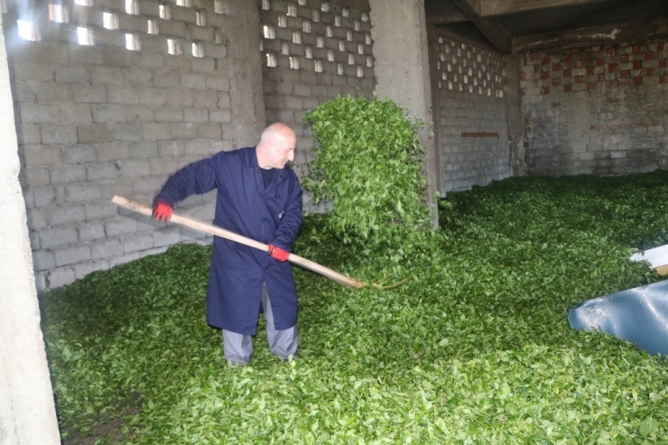 Çaykur 21 Günde 127 Bin Ton Yaş Çay Aldı
