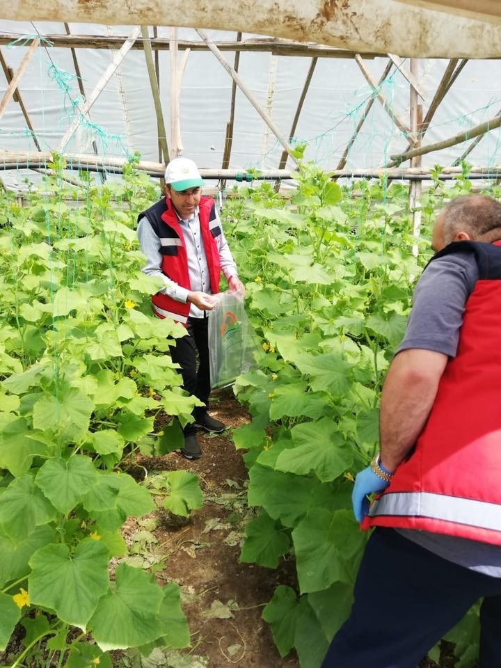 Hasat Öncesi Pestisit Denetimi